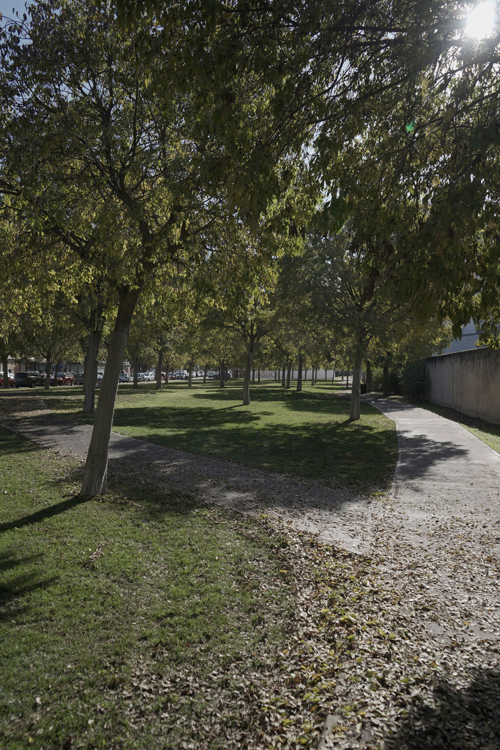 B1: Revegetación de Ejes Verdes. (AGROMORAL)