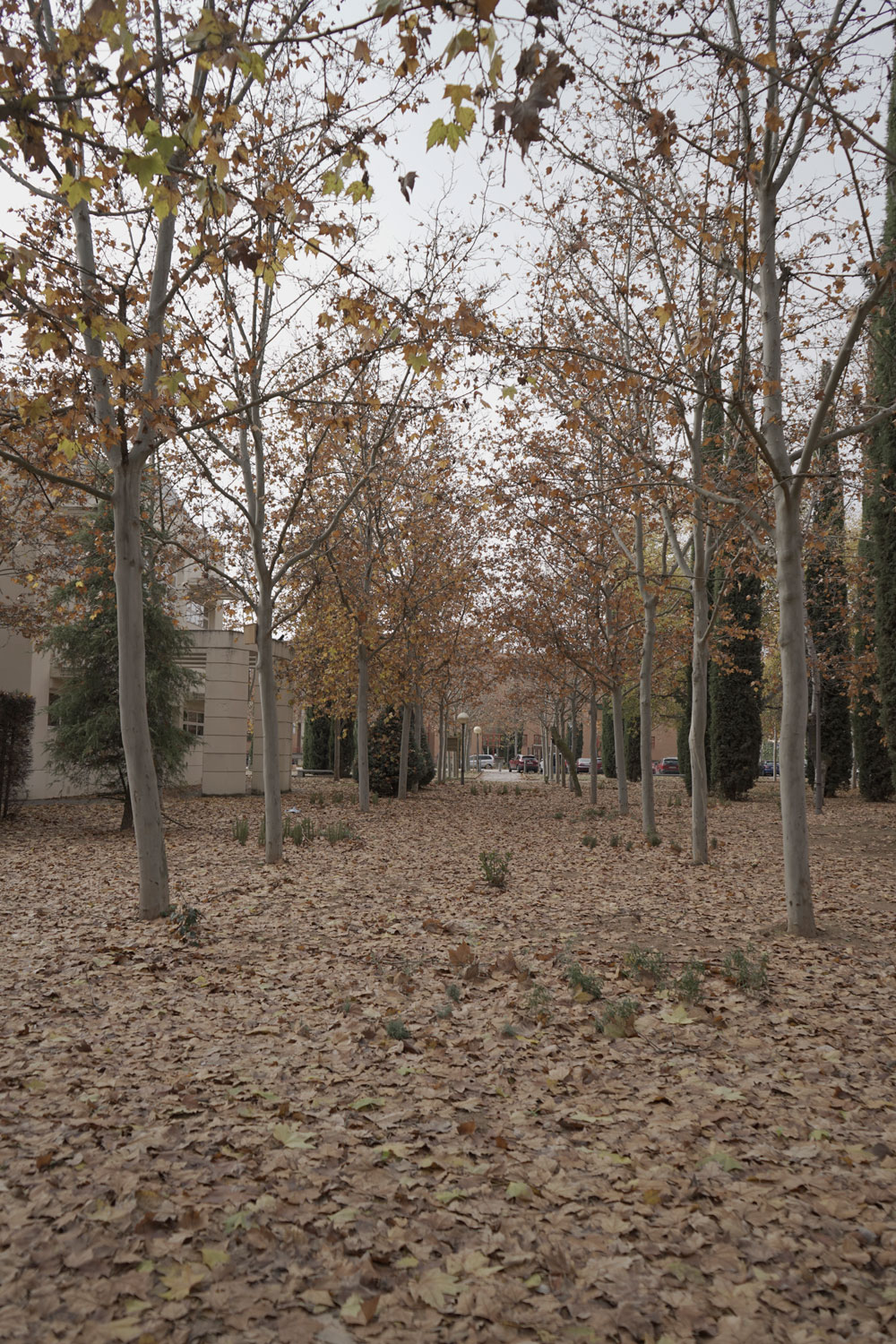 B7.3: Regeneración de la vegetación del Campus UCLM